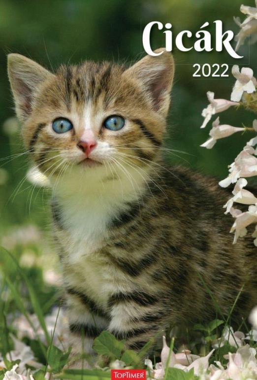 CICÁK FALINAPTÁR 2026