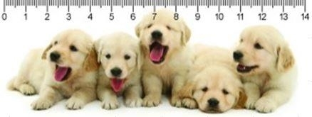 RETRIEVER PUPPIES RETRIEVER KÖLYKÖK 3D VONALZÓ 148 * 55 MM