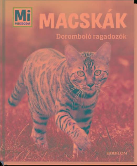 MACSKÁK - DOROMBOLÓ RAGADOZÓK