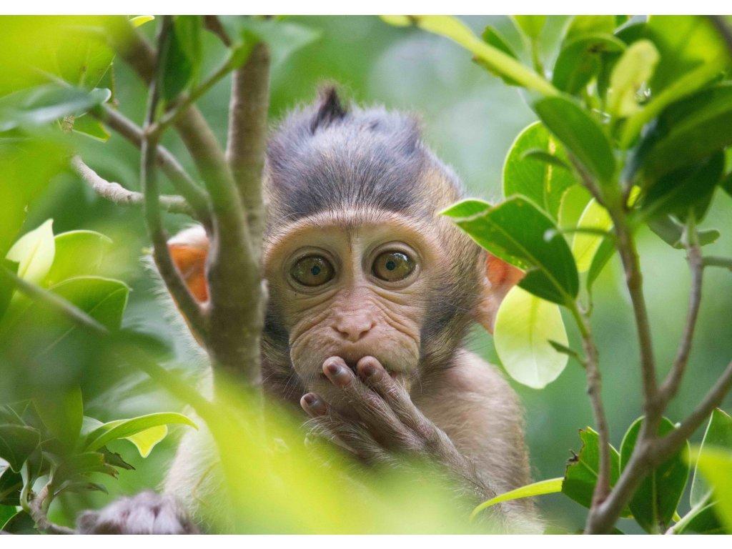 PARDON ME (SMALL APE)