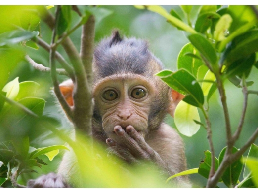 PARDON ME (SMALL APE)