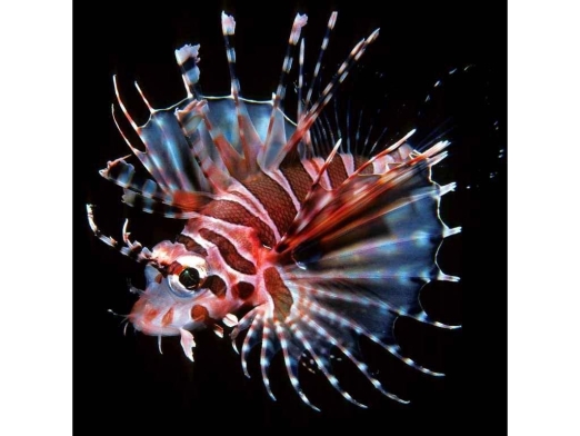 ZEBRA LIONFISH 3D KÉPESLAP