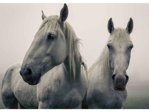 WHITE HORSES 3D KÉPESLAP 148X105