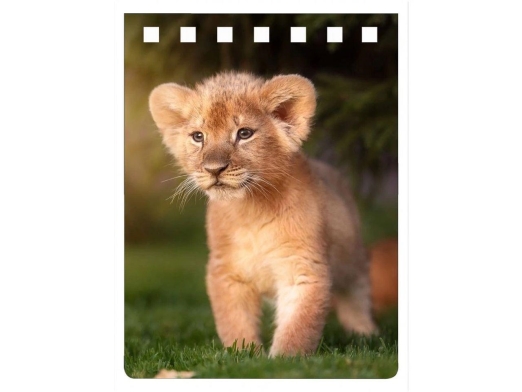 LION PRINCE NOTEBOOK A7