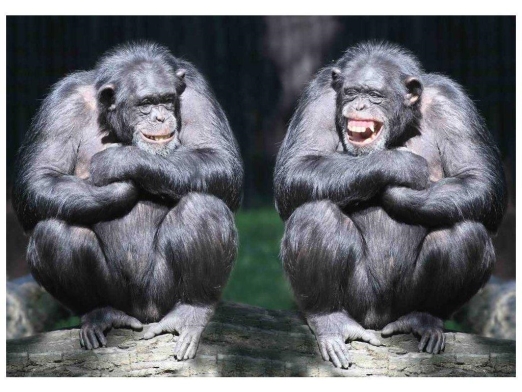 CHIMPS 3D KÉPESLAP 148X105