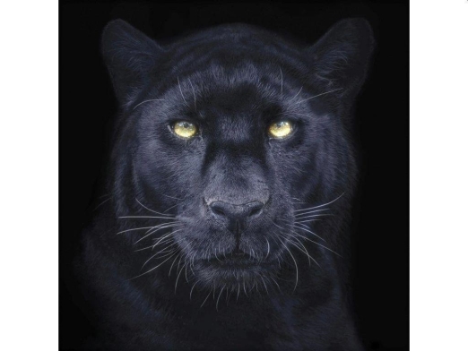 PANTHER SELFIE SQUARE